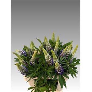 Lupinus Blauw