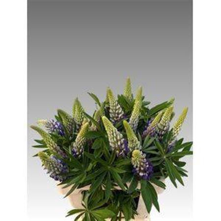 <h4>Lupinus Blauw</h4>