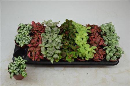 <h4>Fitt Gem 7 Kl</h4>