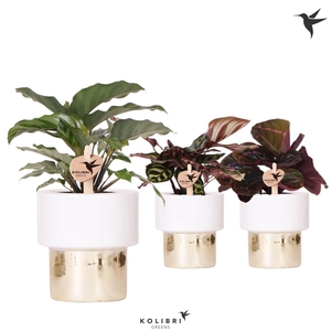 Kolibri Greens Calathea mix in Lush pot gold