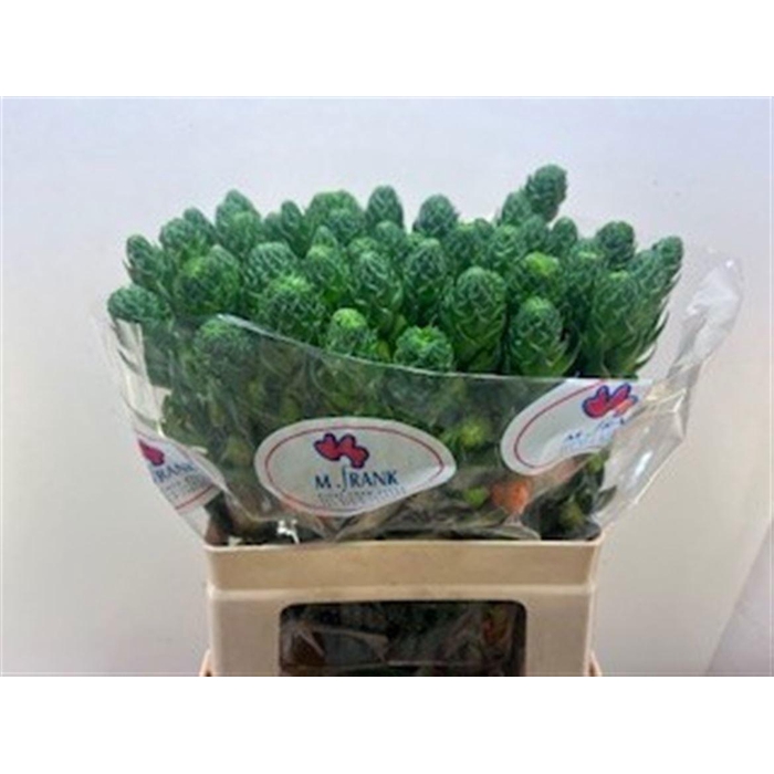 <h4>ORNIT DB SUPER STAR</h4>