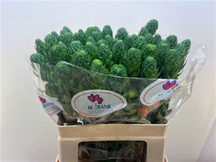 <h4>ORNIT DB SUPER STAR</h4>