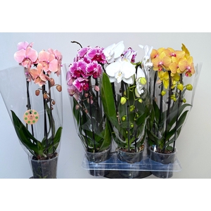 PHAL EL CASCADE