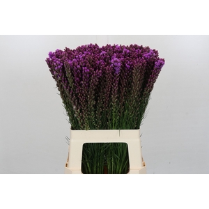 Liatris Callilepis