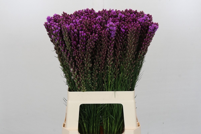 <h4>Liatris Callilepis</h4>