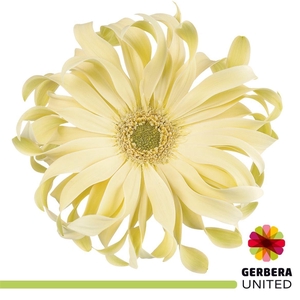 Ge Kv Pasta Carbonar