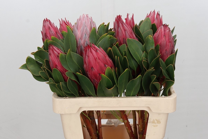 <h4>Protea Cynaroides Madiba</h4>