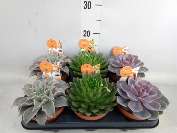 <h4>Echeveria   ...mix</h4>