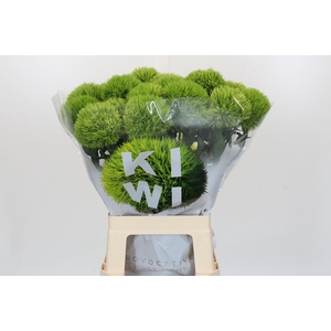Dianthus Br Kiwi Mellow XXL