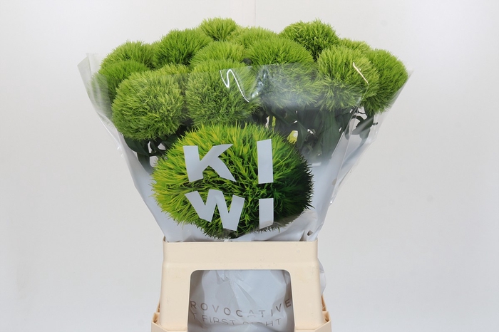 <h4>Dianthus Br Kiwi Mellow XXL</h4>