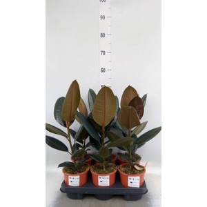 Ficus elastica 'Burgundy'