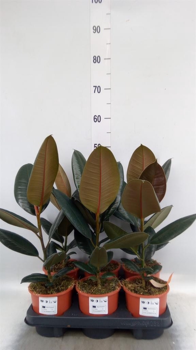 <h4>Ficus elastica 'Burgundy'</h4>