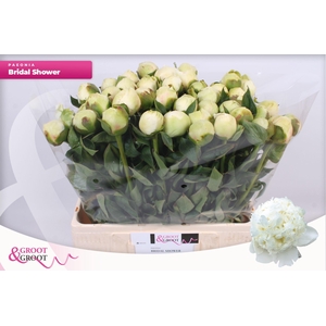 Paeonia Bridal Shower | XXL