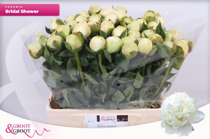 <h4>Paeonia Bridal Shower | XXL</h4>