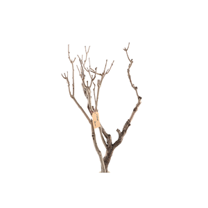 Syringa Branch Extra Stella