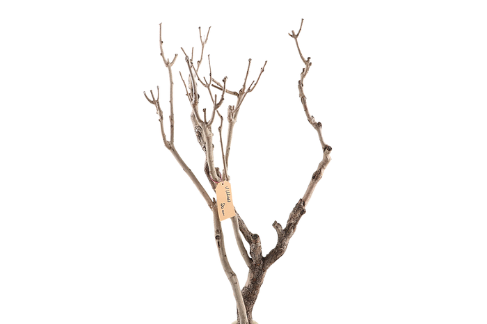 <h4>Syringa Branch Extra Stella</h4>