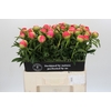 Paeonia Coral Sunset