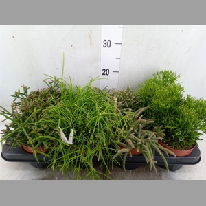 Rhipsalis   ...mix