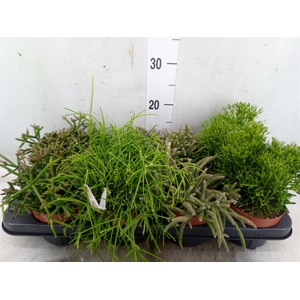 Rhipsalis   ...mix