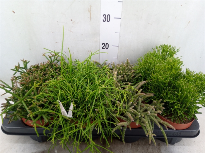 <h4>Rhipsalis   ...mix</h4>