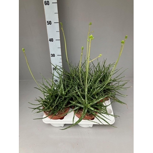ALOE OV
