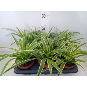 Chlorophytum com.