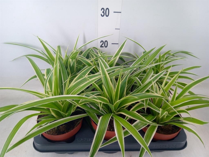 <h4>Chlorophytum com.</h4>