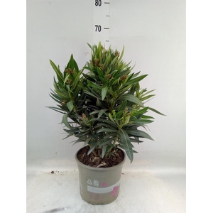 Nerium oleander   ...