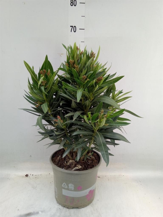 <h4>Nerium oleander   ...</h4>