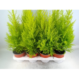 Cupressus macro. 'Goldcrest Wilma'