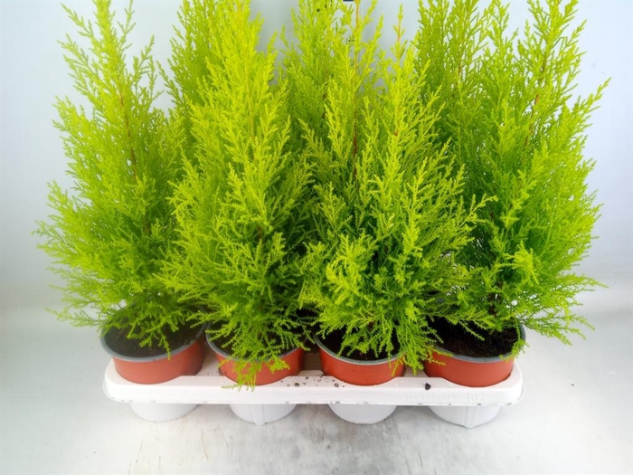 <h4>Cupressus macro. 'Goldcrest Wilma'</h4>