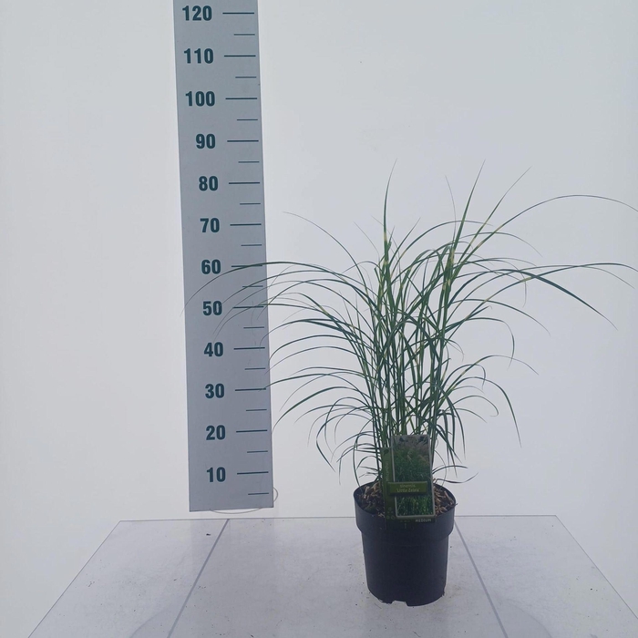 Miscanthus sinensis