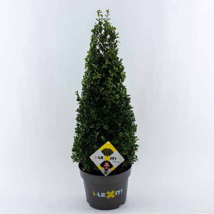 <h4>Ilex crenata Dark Green, P26, Kegel 60-70cm</h4>