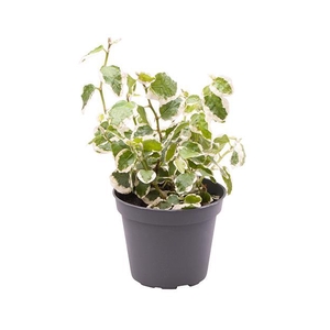 FICUS PUMILA P6 BELLUS