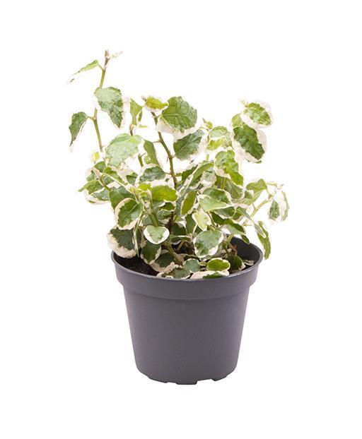 <h4>FICUS PUMILA P6 BELLUS</h4>