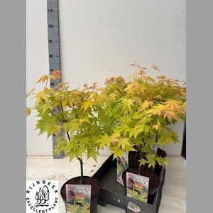 ACER PA ORANGE DREAM