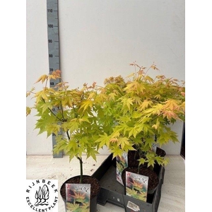 Acer Pa Orange Dream