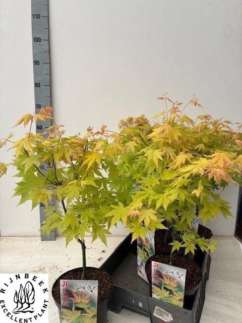 <h4>Acer Pa Orange Dream</h4>