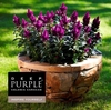 Celosia 'Deep Purple' with label | Decorum