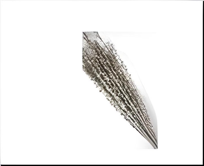 DF Moti Stck Bs/10 60cm Bleach