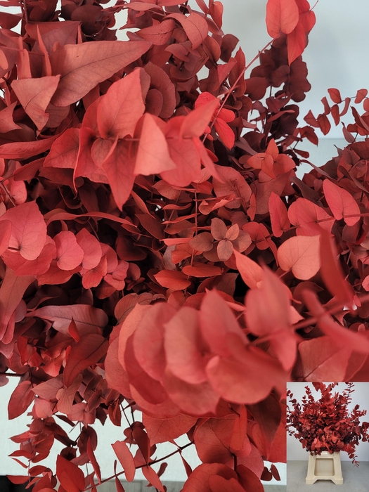 <h4>GESTABILISEERD EUC STUARTIANA ROOD</h4>