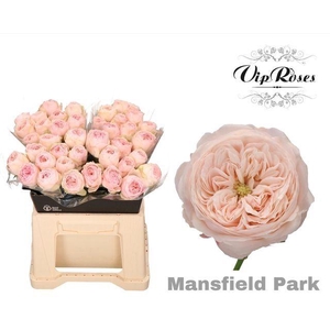 ROSA KL 'MANSFIELD PARK'
