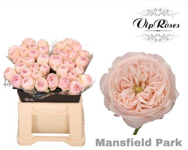 <h4>ROSA KL 'MANSFIELD PARK'</h4>