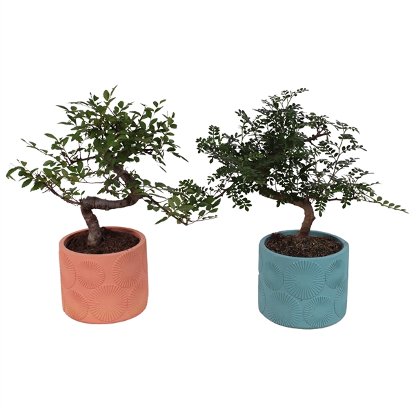 <h4>Bonsai Indoor Mix Ø12cm S-Shape in Ø 14cm Ceramic FEV464</h4>