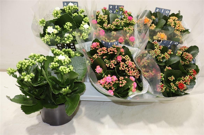 <h4>Kalan B Ge Gem 5 Kl</h4>