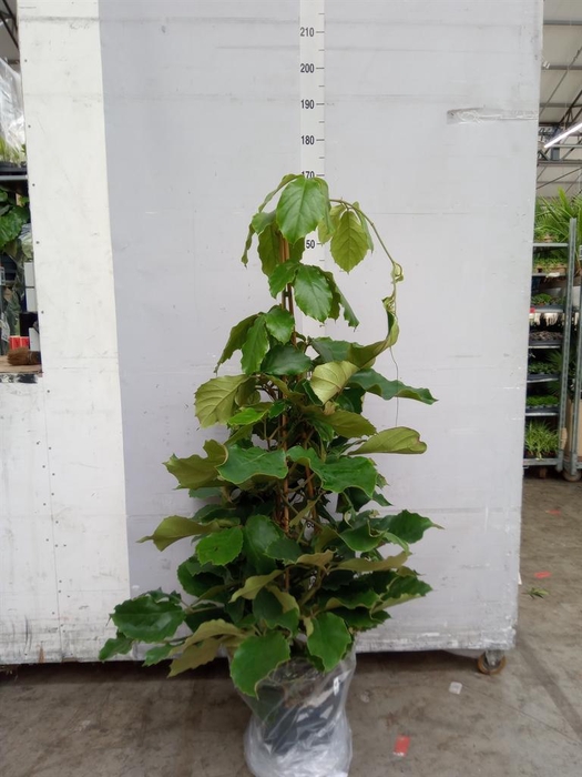 <h4>Tetrastigma voinierianum</h4>