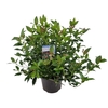 Viburnum Tinus C5