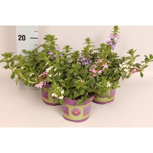 Happy Colours Scaevola Trio