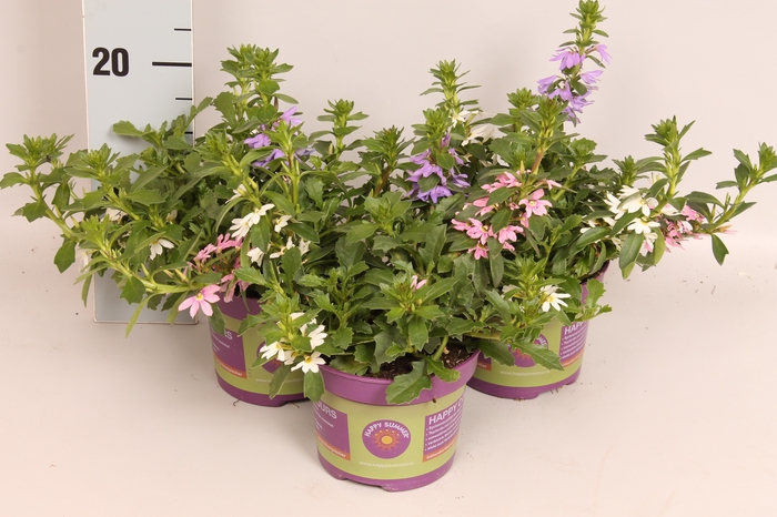 <h4>Happy Colours Scaevola Trio</h4>