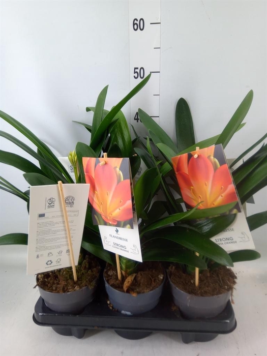 <h4>Clivia   ...mix</h4>